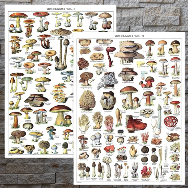 educational-mushroom-posters