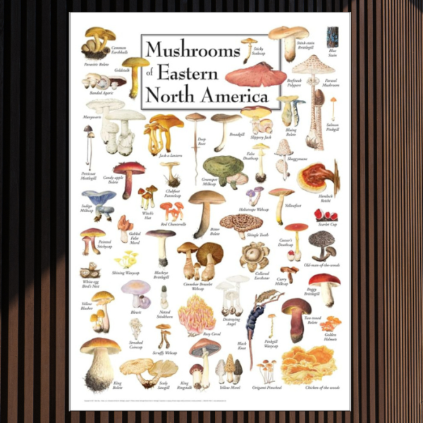 mushrooms-of-north-america-poster