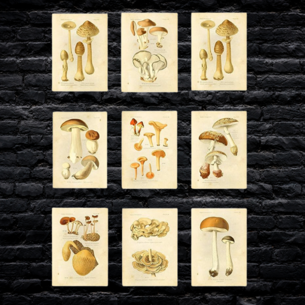 set-of-9-botanical-mushroom-prints