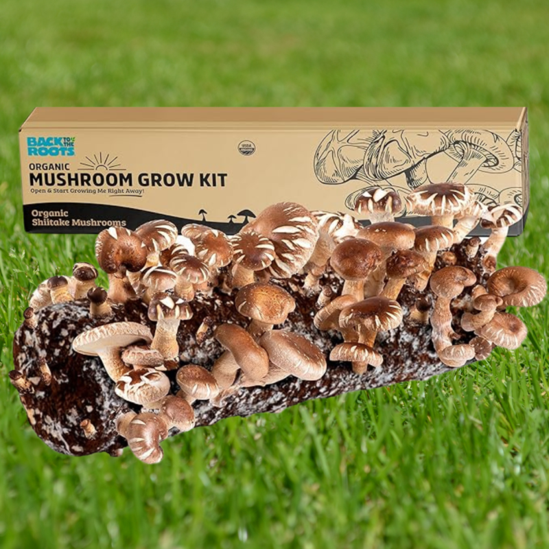 shiitake-mushroom-growing-kit