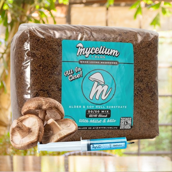 mycelium-shiitake-mushroom-grow-kit
